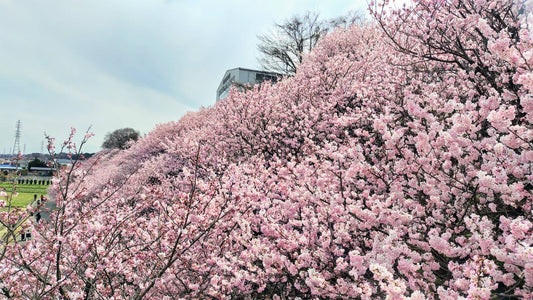 manamiの私ごとですが#10 南足柄の春めき桜・お花見ドライブ