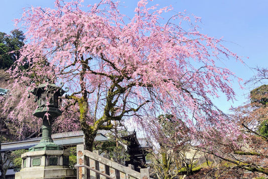 manamiの私ごとですが＃11 桜を訪ねて南足柄・大雄山最乗寺と花咲く里山